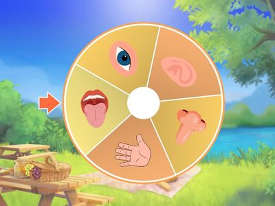 Duyuları Bulalım Çarkı