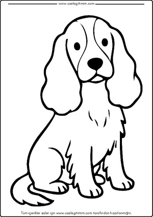 Köpek Boyama 13